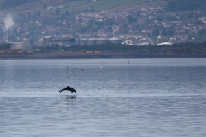 Dolphins At Beach Cottage B&B Inverness