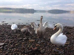 Moray Firth Swans